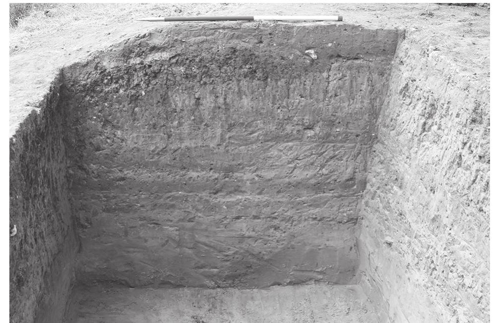 Figure 20.16. North-facing section of Unit 1, Area I (Photo by David Hernandez) 