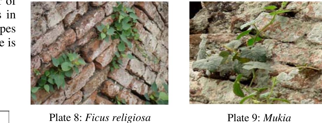 The mechanism of deterioration of brick-built monuments by higher plants (Plates 8-11) is quite complex and consists of both physical and chemical processes. The biophysical decay is mainly due to the growth and radial thickening of the roots of plants inside the brick-built buildings, which results in an increasing pressure on surrounding areas of the masonry. Their root can grow many meters in length, width and depth. This is a dangerous condition that can result in collapse. detachment, and damage of brick-built buildings.  Biochemical deterioration of higher plants results from the acidity of root tips. The root exudates—such as carbohydrates, amino acids, amides, tartaric, oxalic, and citric acids—tend to form salts and chelates upon interaction with building materials (Jain, Saxena, and Singh 1991: 40- 49). In addition, the roots produce carbonic acid by means of cellular respiration processes which is also harmful to the carbonate-based properties of the building materials over an extended period of time. 