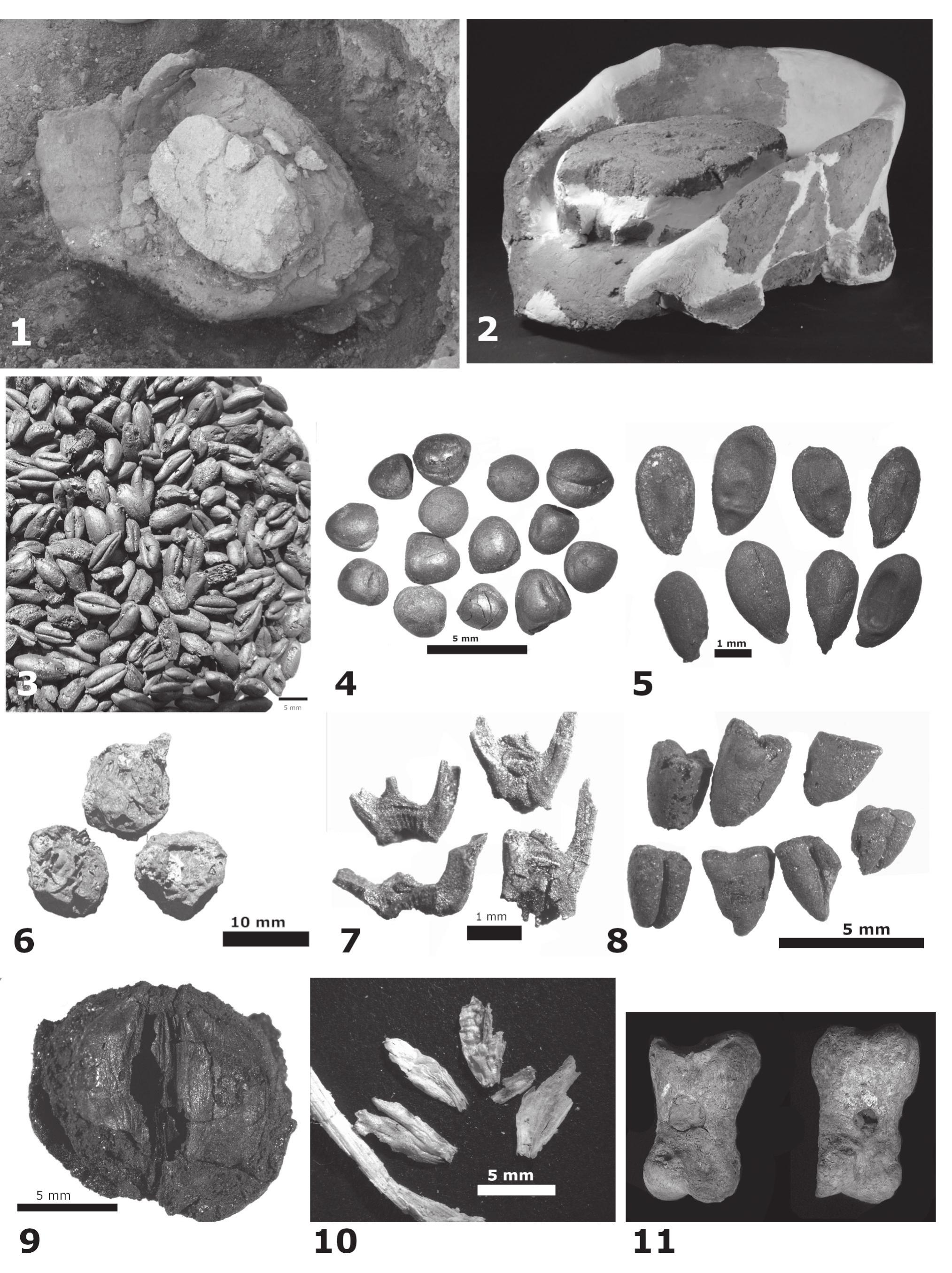 Plate 12.3a. Photos of finds from Room 3: 1. quern (peridotitic breccia) fitted into clay recipient, in situ; 2. quern with clay recipient, restored; 3. emmer grains (charred); 4. bitter vetch seeds (charred); 5. flax seeds (charred); 6. sloe berries (charred); 7. wheat chaff - spikelet forks of glumed wheats (charred); 8. cracked emmer grain, ‘bulgur type’ (charred); 9. pear fruit cross section (charred); 10. cereal light chaff and straw (silicified); 11. pierced pig phalange.  Use of Space in a Late Neolithic/Early Eneolithic Building at the Site of Vinéa-Belo Brdo in the Central Balkans 
