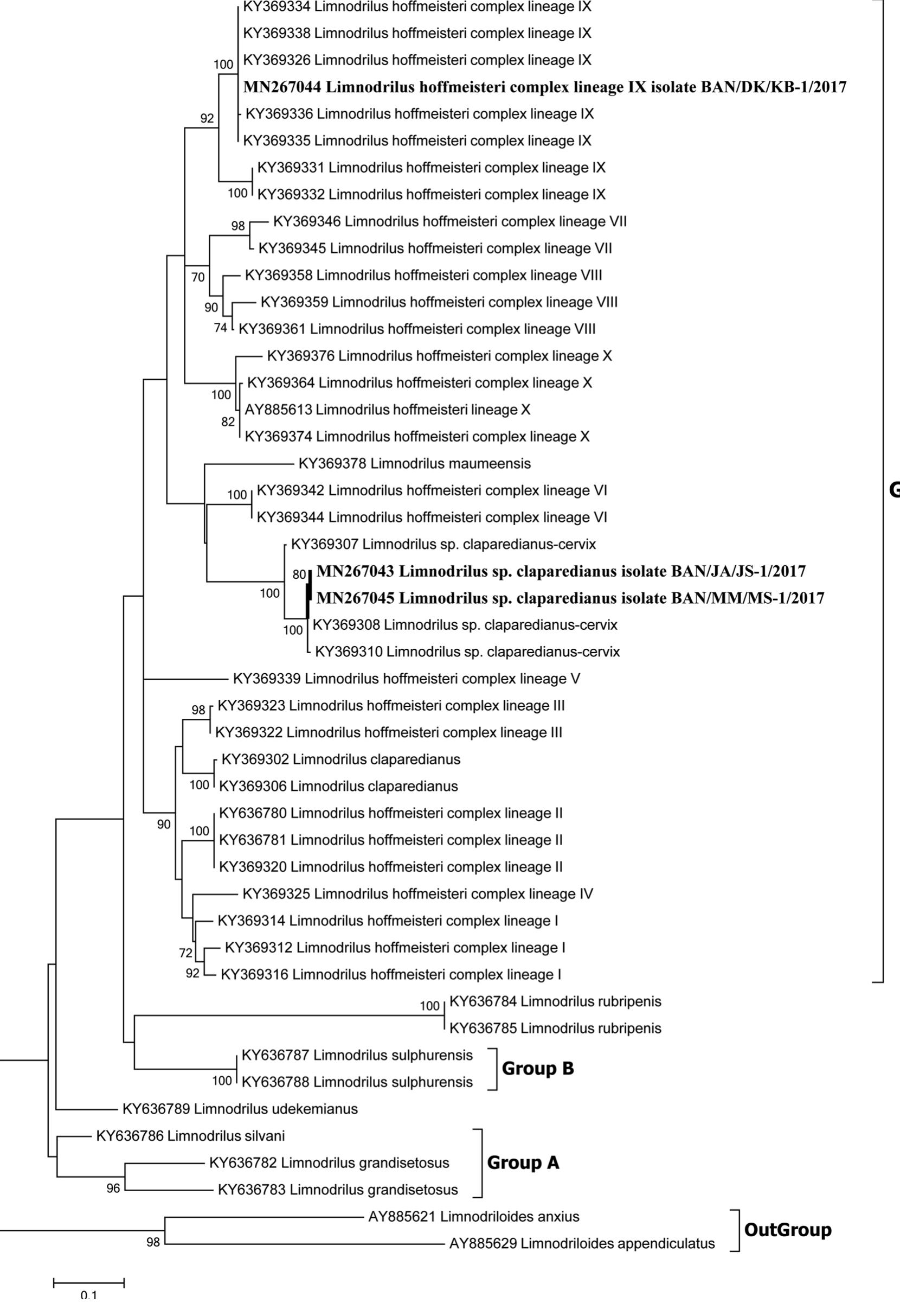 spotted which refers to the complex colony formation. However, our key goal was to identify ‘tubifex worms’ by using molecular data in this study, and in the future work, the single colony will be isolated before sorting out from the core sample.  4. Conclusion  The findings of this study, for the first time, confirmed the existence of two genetically different, unnamed taxa (species) of Limnodrilus in Bangladesh. However, within a single sample, multiple species were 