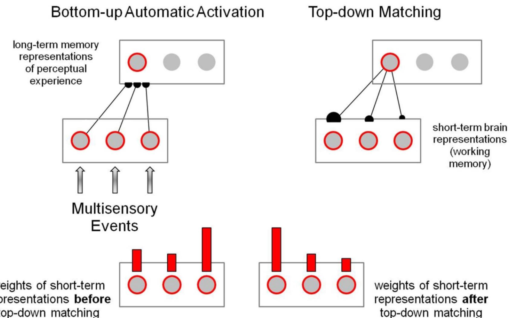 pr  Top-down expectations are needed to consolidate traces of bottom-up representatior through mechanisms that obey three properties: (1) they select consistent bottom-up signal: and (2) they suppress inconsistent bottom-up signals. Together, these properties initiate «  ocess that d  irects attention to a set of critical features that are consistent with a learnec  expectation. However, (3) a top-down expectation by itself cannot fully activate target cell: It can only sensitize, modulate, or prime the cells to respond more easily and vigorously i  they are matc  hed by consistent and sufficiently strong (relevant) bottom-up inputs. If thi:  were not the case, top-down expectation would produce hallucinations of events that do no exist. Top-down expectations therefore do not activate but only modulate representations  as  discussed  here above in 3.4. Top-down representation matching is a mechanism fo  the selective matching of bottom-up short-term or working memory representations t¢ already stored and consolidated (learned) memory representations (Figure 2). Sublimina bottom-up representations may become supraliminal when bottom-up signals or represer  tations are suf  to  p-down ma  ficiently relevant at a given moment in time to activate statistically significan ching signals [60]. These would then temporally match the bottom-up rep  resentations (coincidence). A positive match confirms and amplifies ongoing bottom-uj  re To  de  ex’  presentation, whereas a negative match invalidates ongoing bottom-up representatior  p-down ma  perience of  tching is a selective process where subliminal representations become embed  d in long-term memory structures and temporarily accessible for recall, i.e., a consciou:  remembering.  Figure 2. In the ART matching rules, bottom-up signals from the environment activate short-term memory representations in working memory, which then, in turn, send bottom-up signals towards a subsequent processing stage at which long-term memory representations are temporarily activated (top left). These bottom-up signals are multiplied by learned long-term memory traces, which selectively filter short-term representations and activate top-down expectation signals (top right) that are matched against the selected representations in working memory. The strength of the matches determines the weighting of short-term representations (bottom) after top-down matching. 
