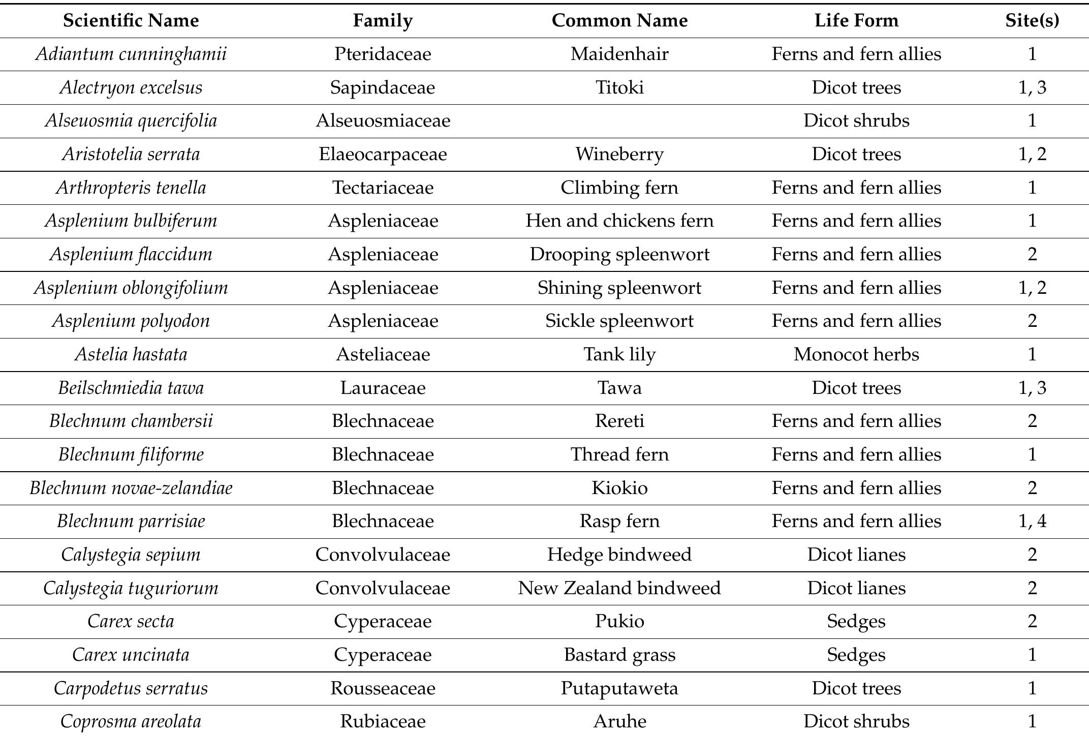 Table A1. Indigenous vascular plant species recorded in Te Papanui (reference site; (1) and the case study kahikatea remnants, including Totara Park (2), Hillcrest Park (3) and Grove Park (4). Data was extracted from iNaturalist NZ on 3 February 2022, and the nomenclature follows the New Zealand Plant Conservation Network (NZPCN). 