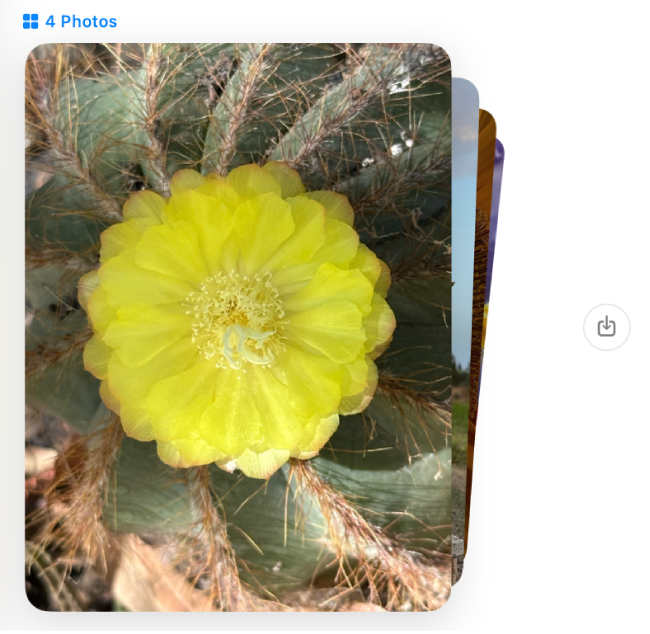 Uma pilha de seis fotos em uma conversa. Clique no botão Salvar Foto à direita para salvar as fotos na sua Fototeca.