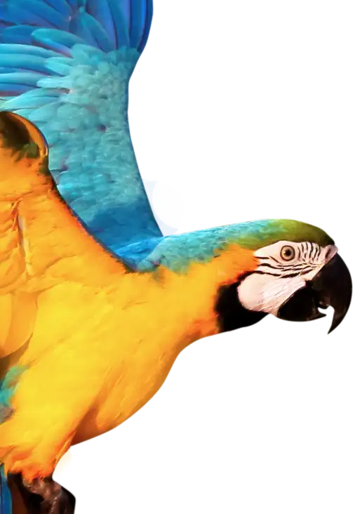 A yellow and blue parrot flying appears to be slowly sliding over a background of green leaves.