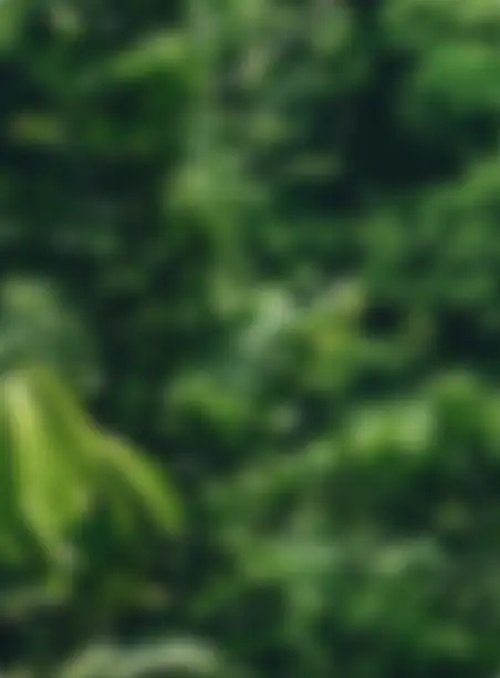 A background of lush green, rainforest foliage.
