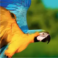Second image is a yellow and blue parrot flying.