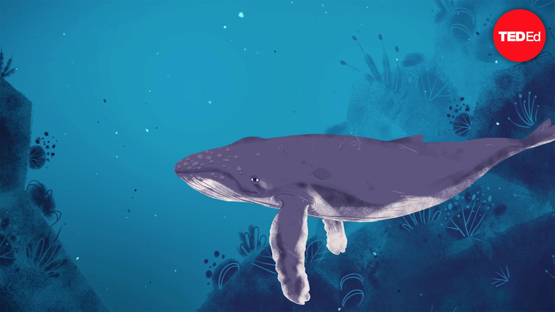 Why do whales sing?