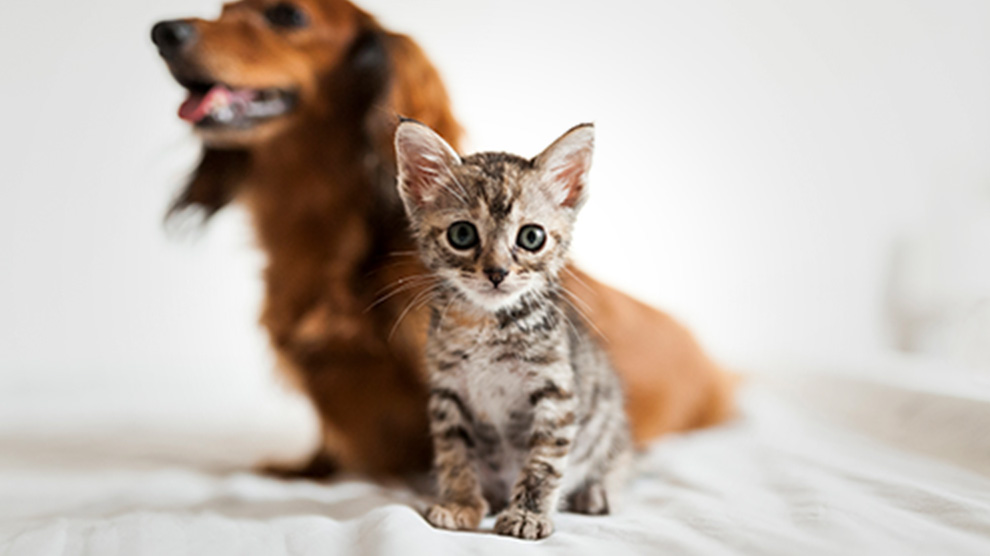 cat-and-dog