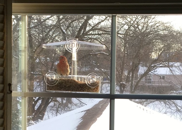 bird_window