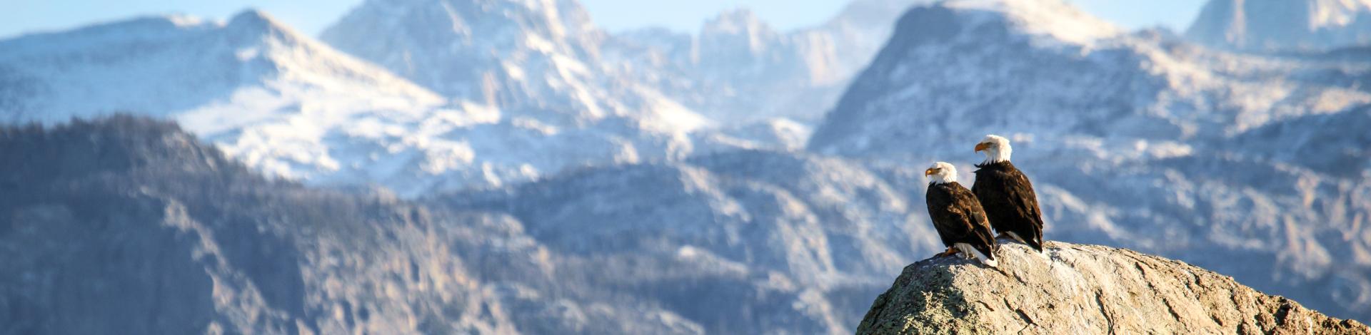 Two Bald eagles in Pinedale WY sitting on rock