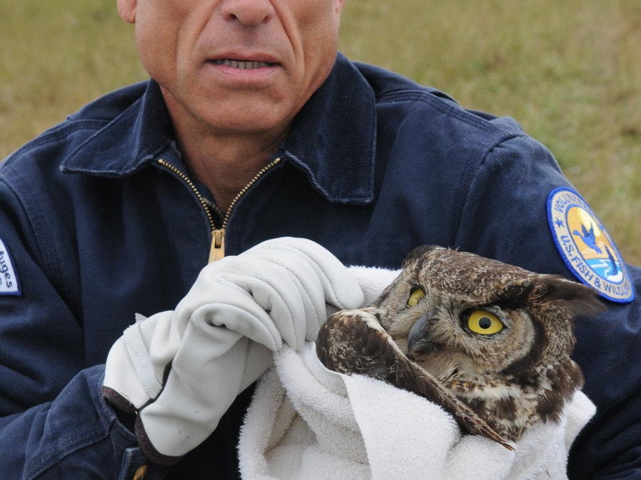 Volunteer and injured great horned owl